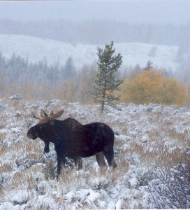 Moose sighting in Teton National Park